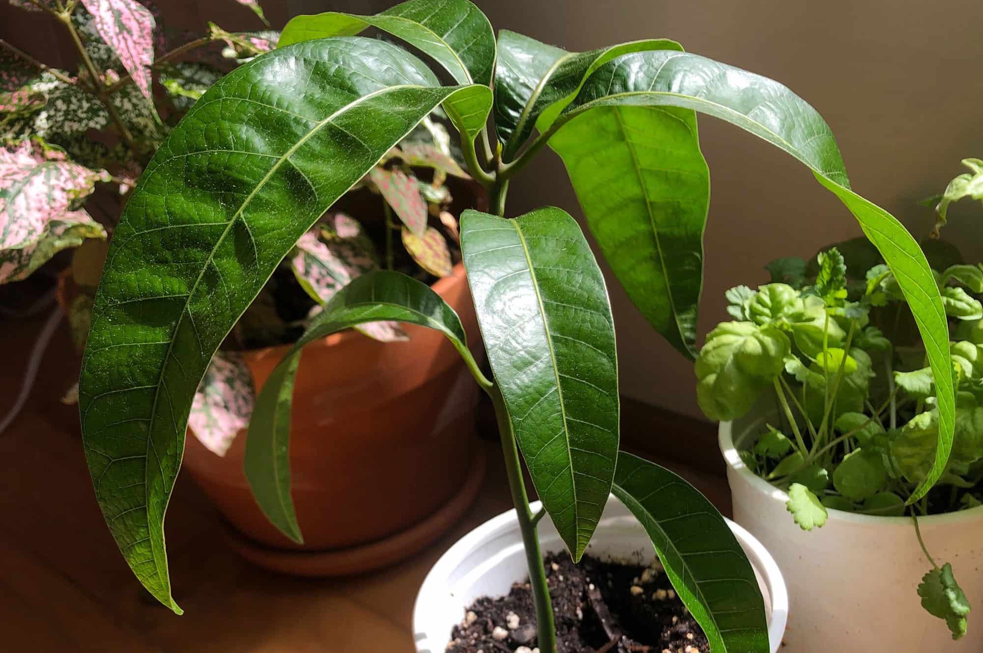 How to Grow Mango Seed: A Guide to Cultivating Tropical Delights