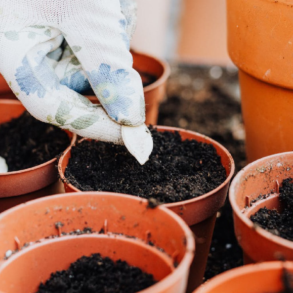 From Seed to Harvest: A Guide to Growing Pumpkins Successfully