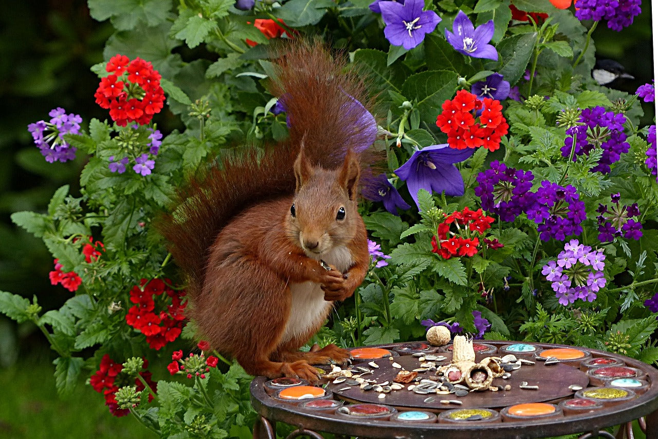 Understanding Why Squirrels Dig in Flower Pots