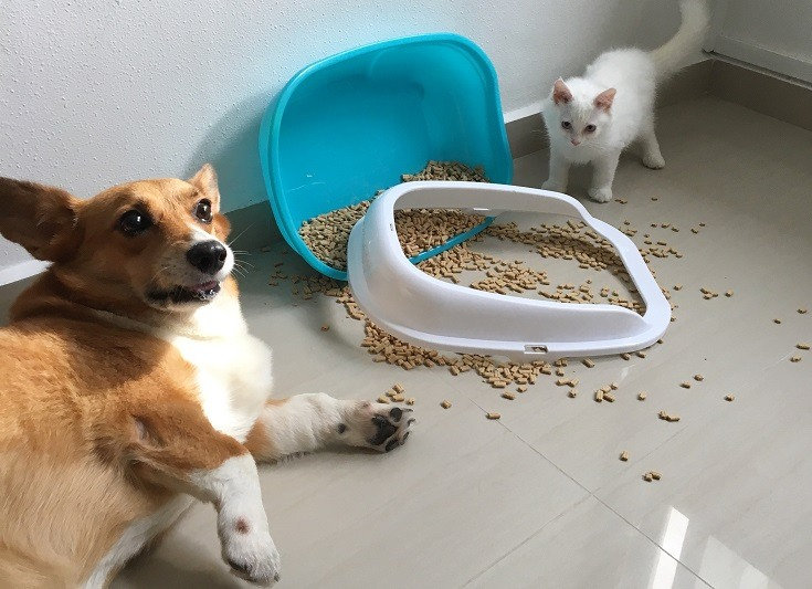 Dog ate cat poop and litter