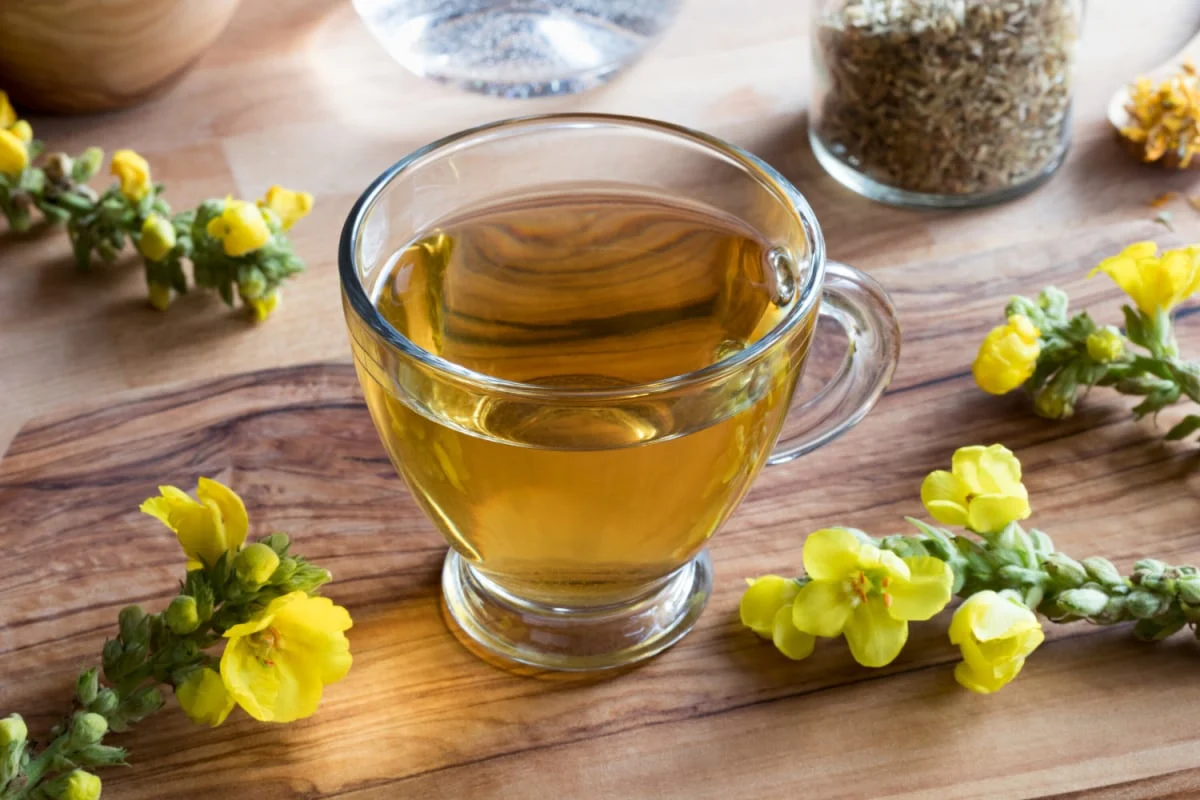 Mullein Tea: A Natural Soother for Respiratory Ailments