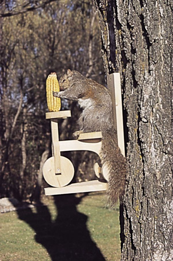 Squirrel Feeder Plans: A DIY Guide to Attracting and Delighting These Playful Creatures