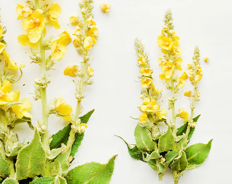 benefits of mullein tea