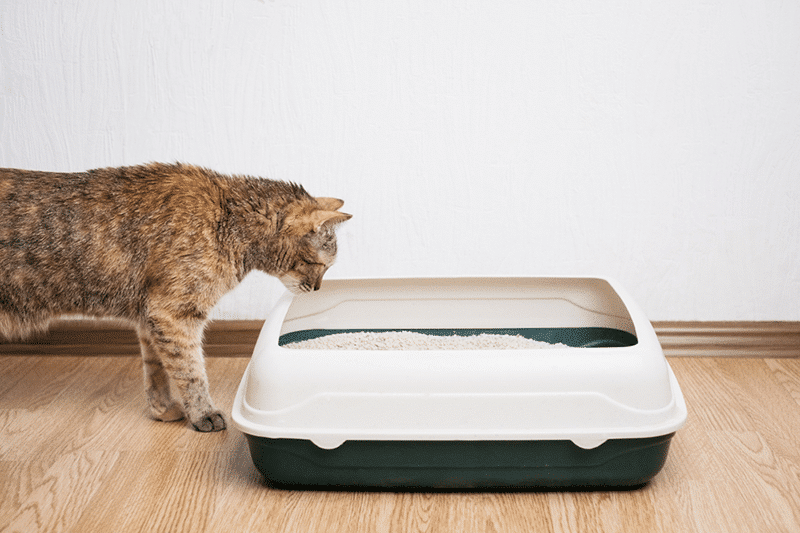 How does cat litter work