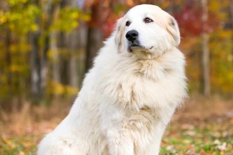 How to train a great  pyrenees dog
