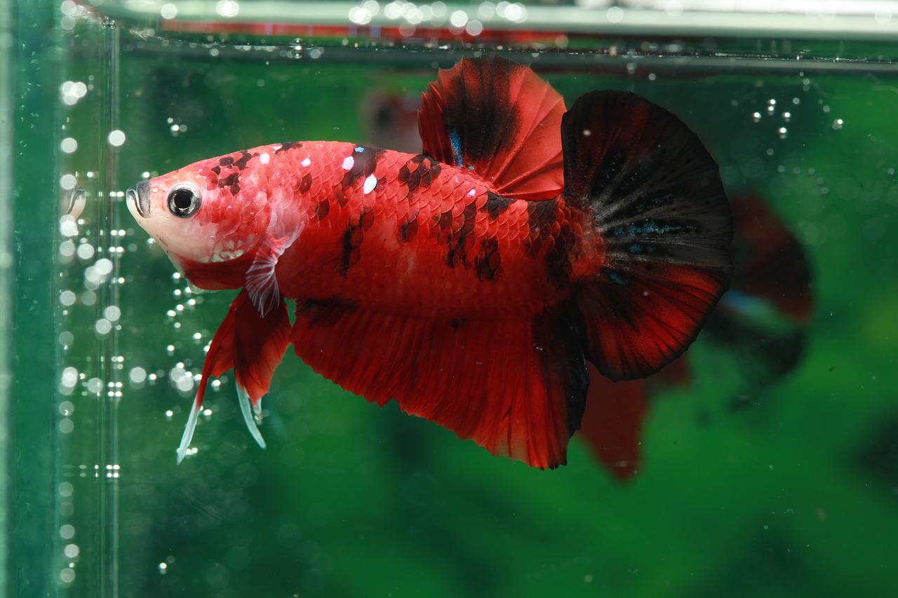 How long can fish survive without food?