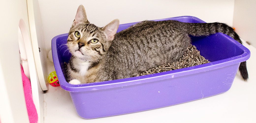 How does cat litter work