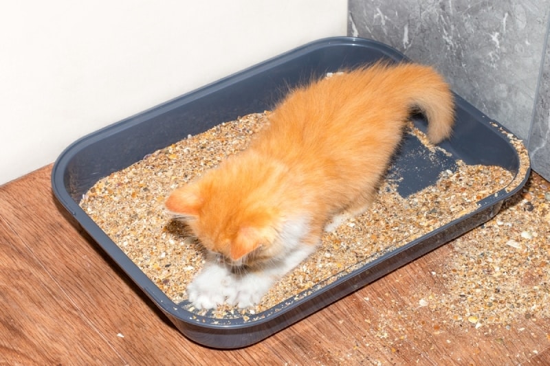 Why does my cat roll in the litter box