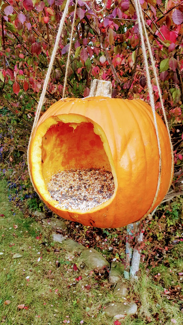 pumpkin bird feeder