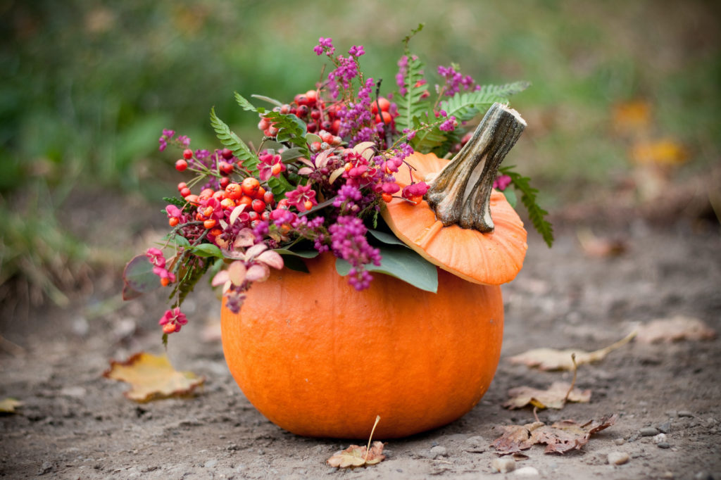 Pumpkin Bird Feeders: Nature Enthusiasts and DIY Aficionados
