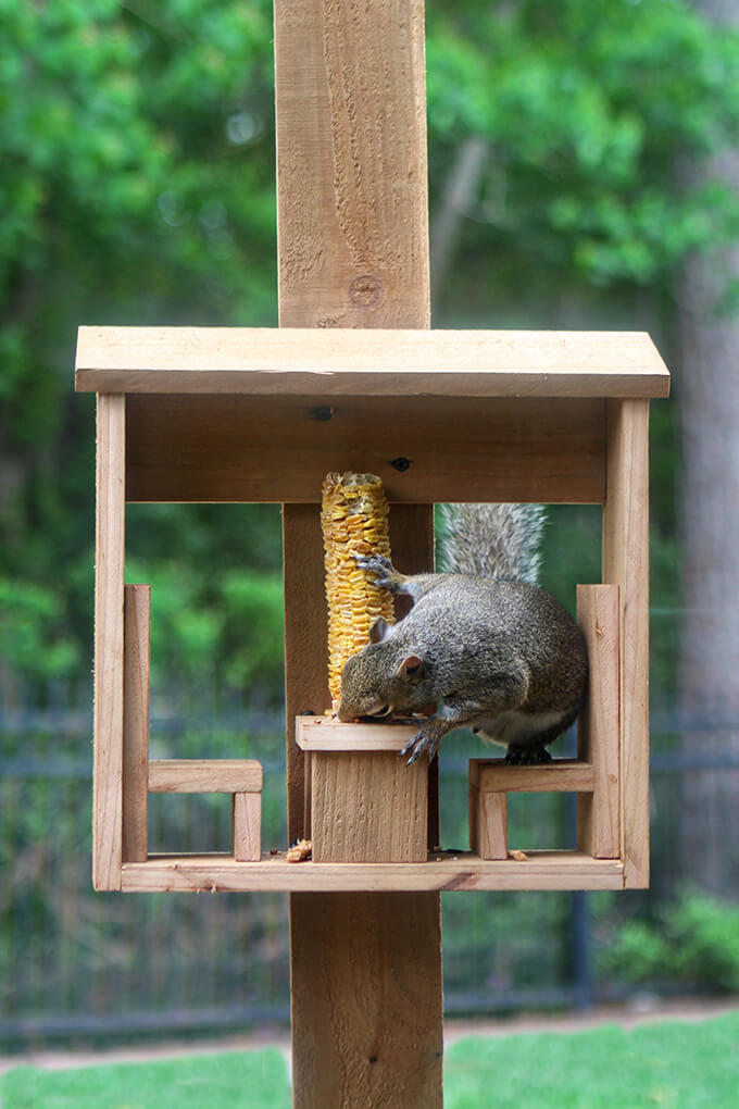 Squirrel Feeder Plans: A DIY Guide to Attracting and Delighting These Playful Creatures