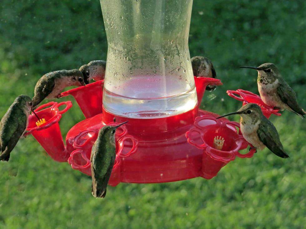 How often to change hummingbird feeder