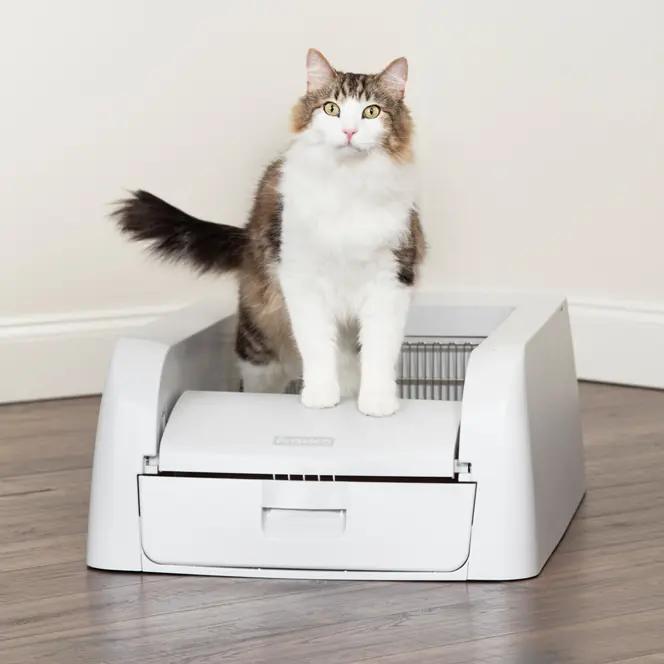 cat use the litter box