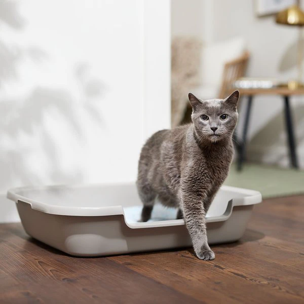 How Often Do I Change Cat Litter