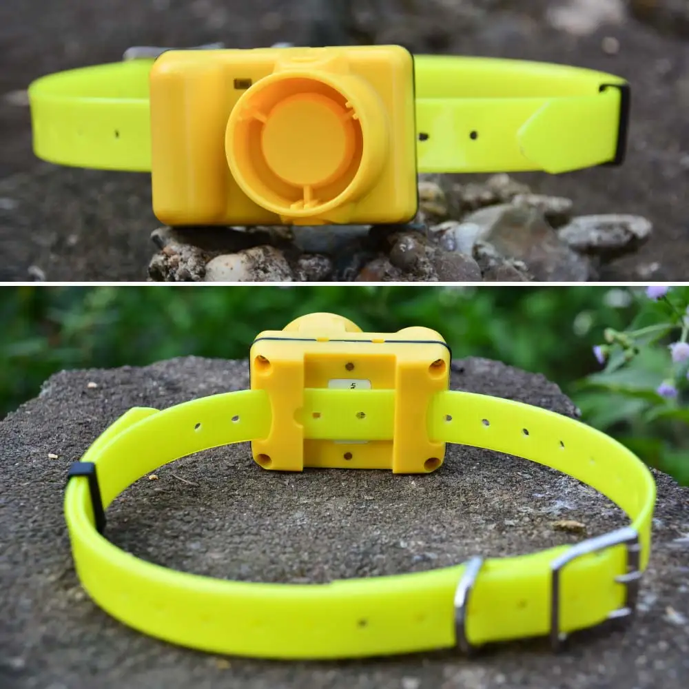 Understanding the Dog Collar Beep Sound