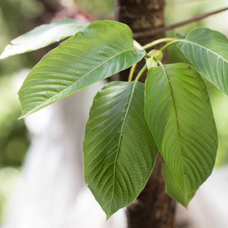 make kratom tea