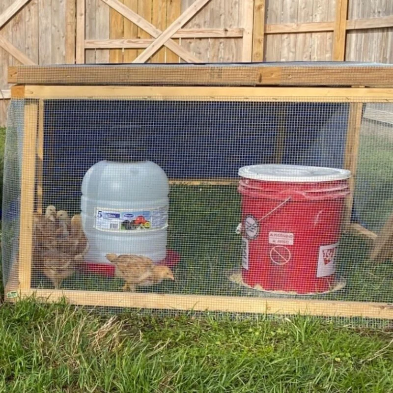 chicken feeder