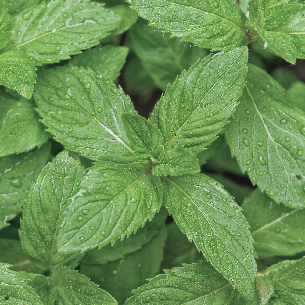 Spearmint Tea: A Refreshing Beverage with Potential Side Effects