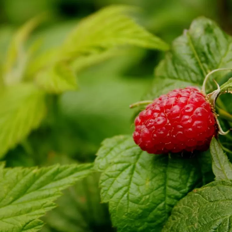 raspberry leaf tea