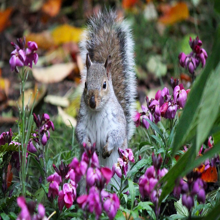 Squirrel Deterrence: Effective Flower Pots Strategies