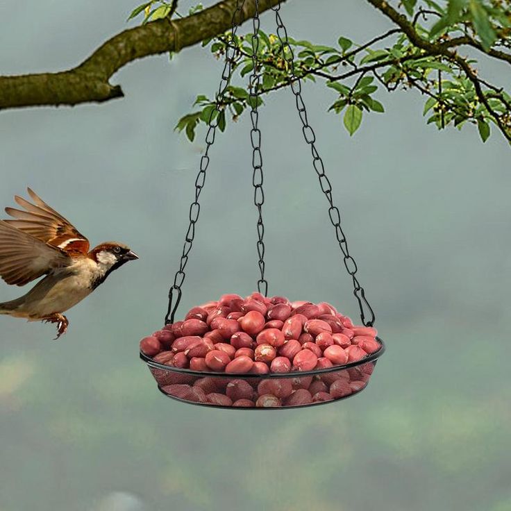 5 Materials You Can Use to Build a Bird Feeder at Home