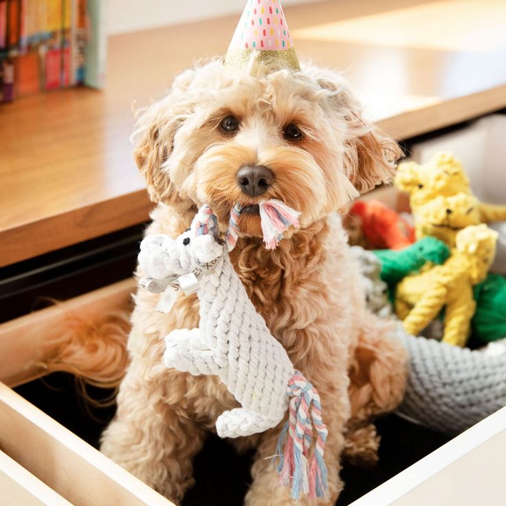dog health