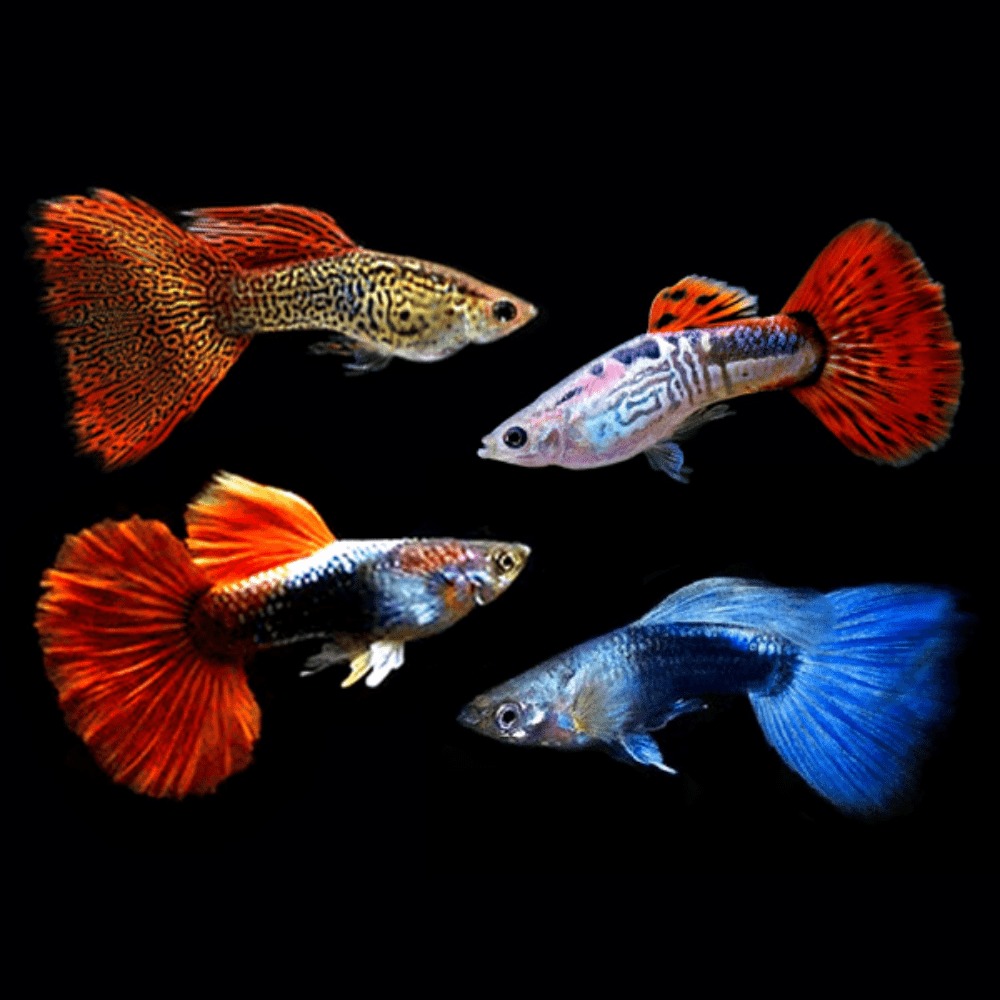 Feeder Guppies: The Key to a Thriving Predator Tank