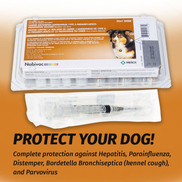 how long after kennel cough vaccine before boarding