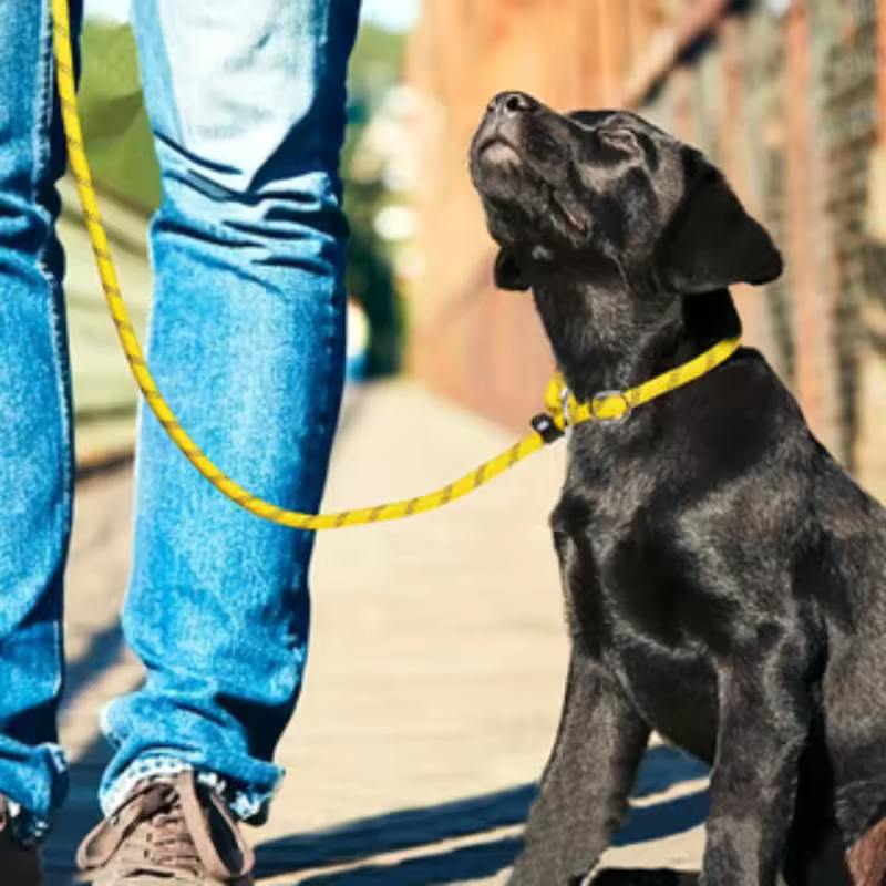 leashes for dogs
