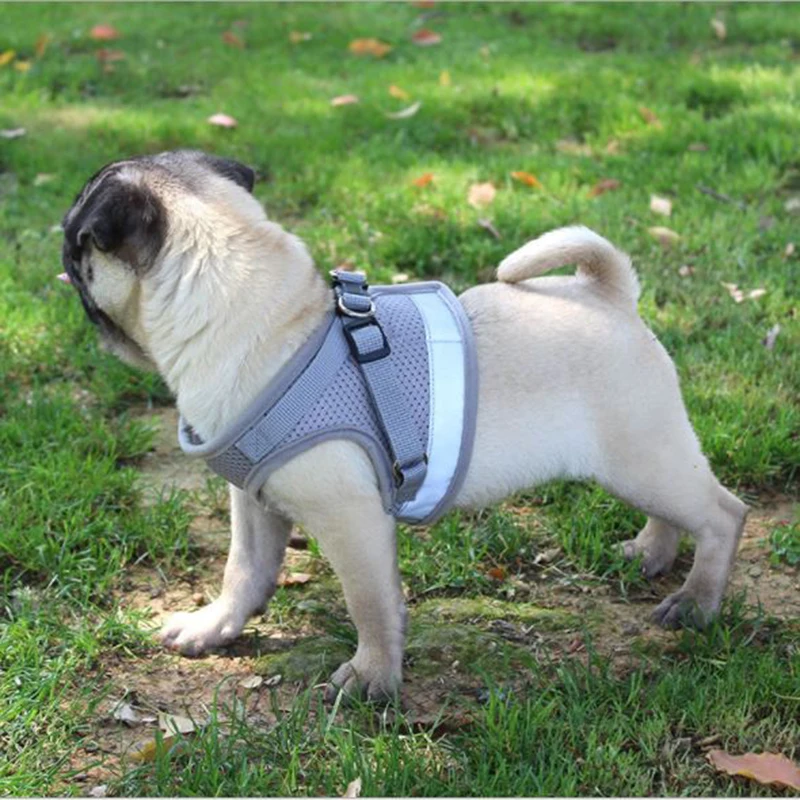 The Ultimate Guide to Choose the Best Small Dog Harness in 2025