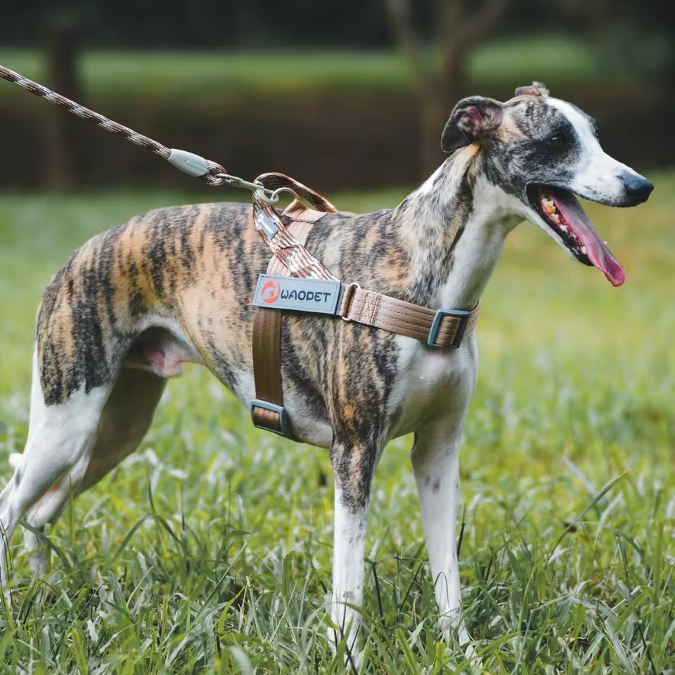 dog chest harness