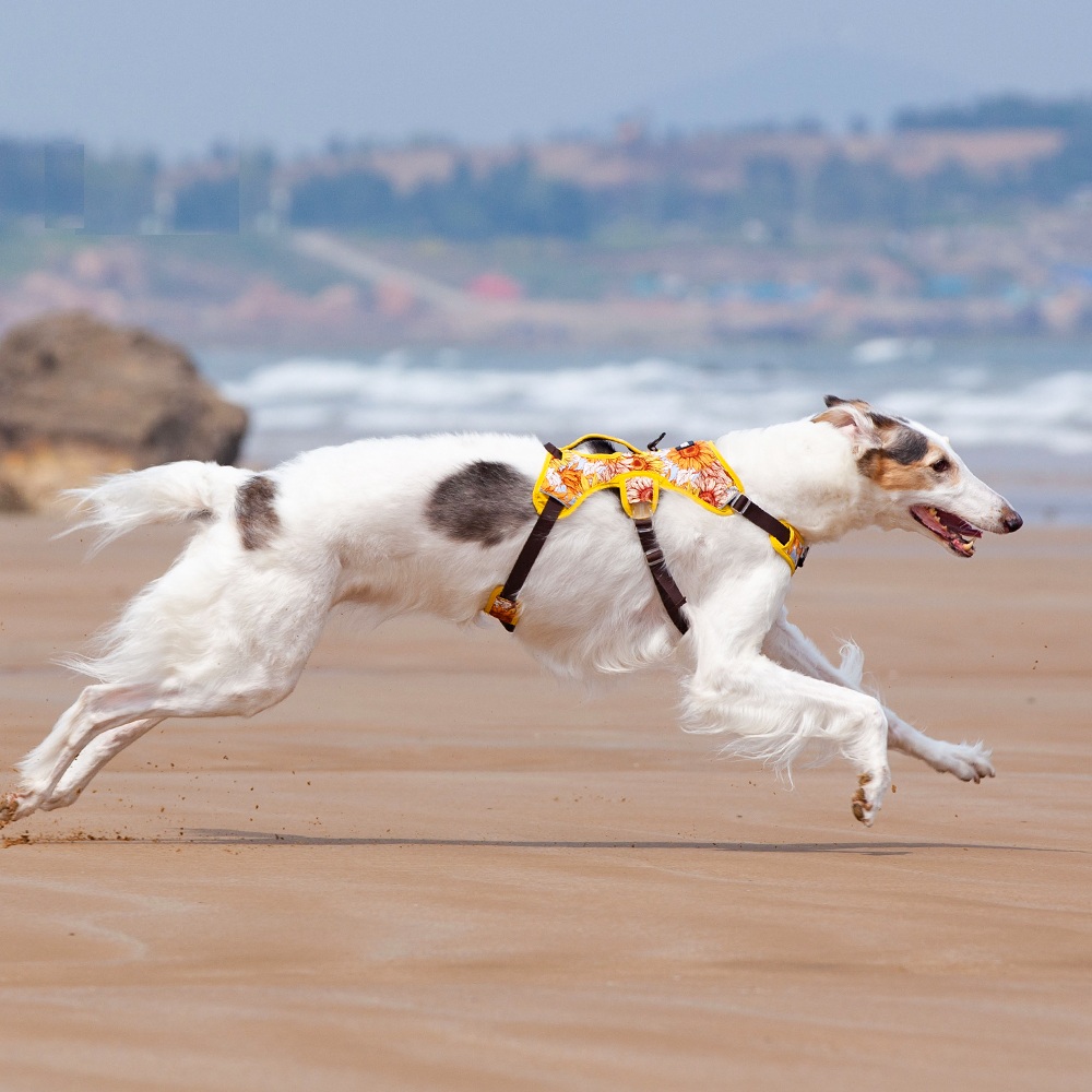 Choosing the Right Full Body Dog Harness for Your Pet in 2025