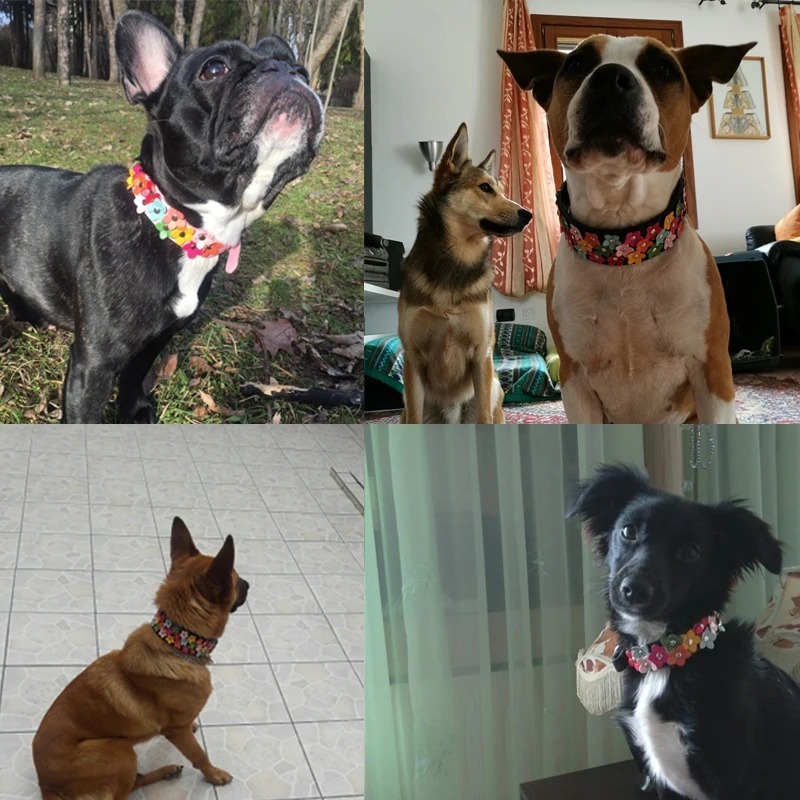 Cute dogs with fancy collars