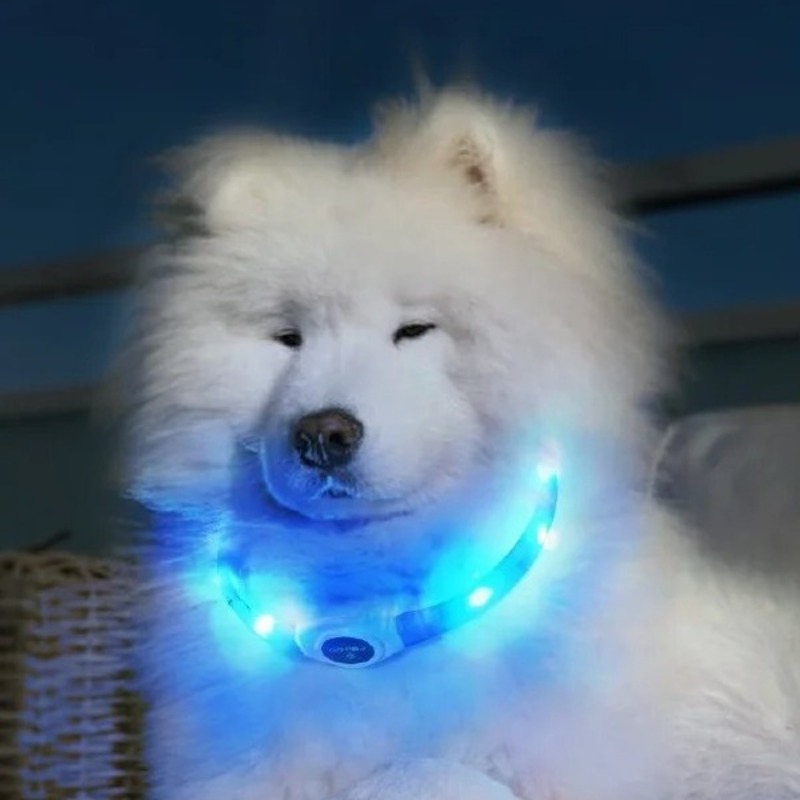 Samoyed with blue glowing collar