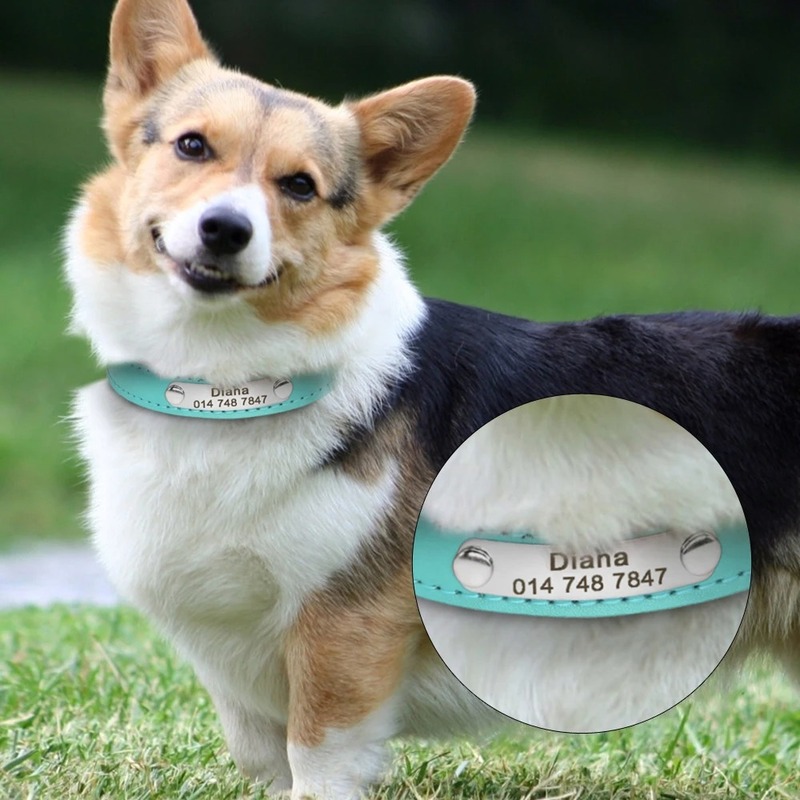 Dog collar with ID number plate