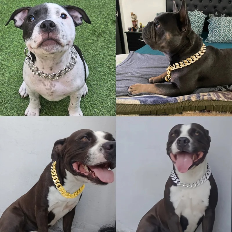 Adorable dogs with collars collage