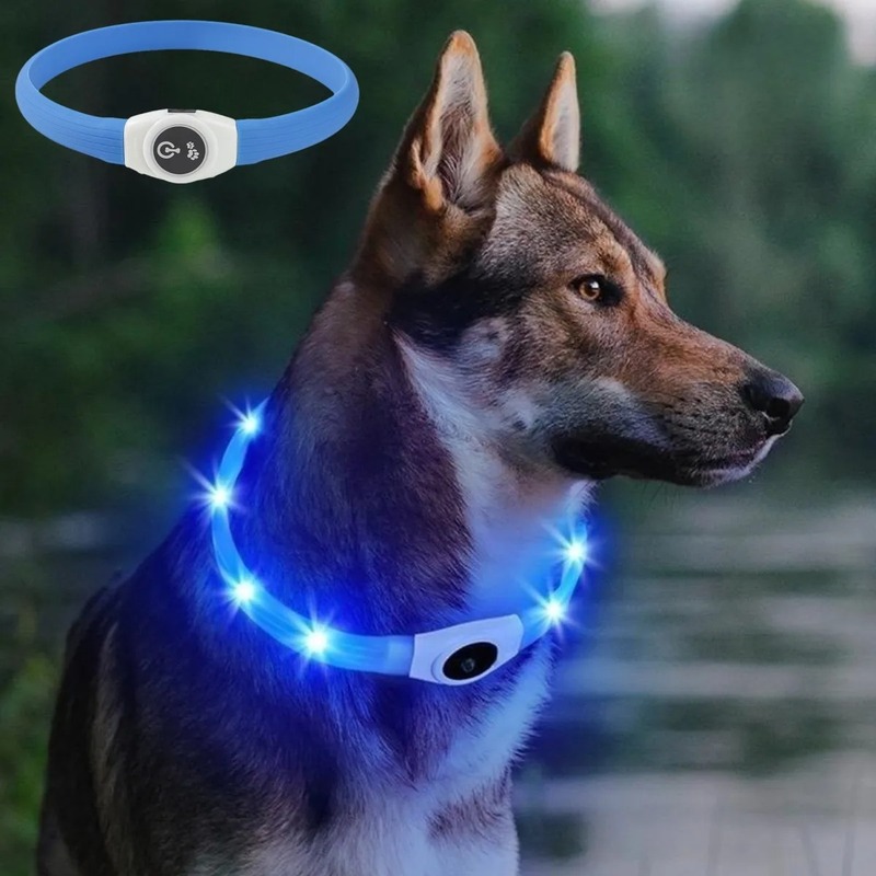Husky with blue glowing collar