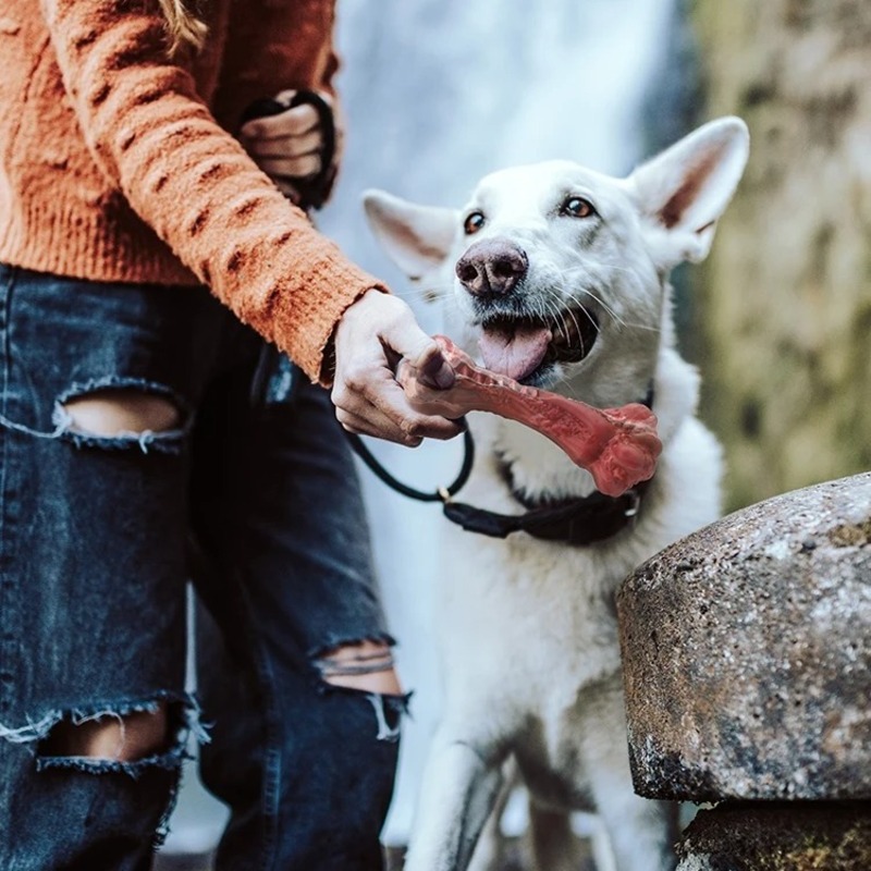 Why Chew Toys for Big Dogs Are Essential for Pets