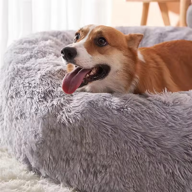 Understanding anxiety in dogs helps us manage their emotional health effectively.
