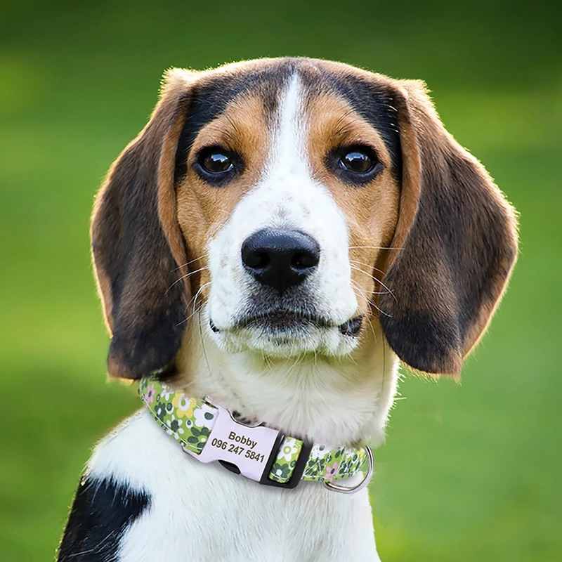 The Benefits of Customizable Dog Collars