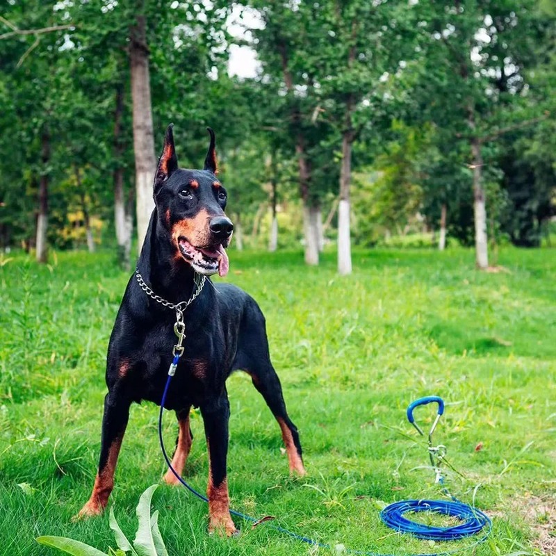 How to Measure Doberman Dog Collars Correctly